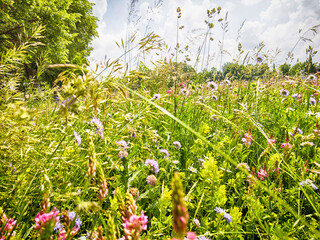 Close up view of a summer field full of colorful wild flowers