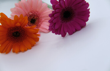three multicolored gerberas on a white background