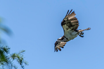 OSPREY FLYING