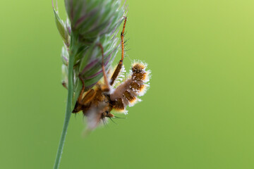 Champignon entomophage Entomophtora muscae ayant parasité tué un diptère Scatophaga stercoraria