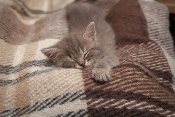 a small gray kitten sleeps on a plaid. Kitten stretched out at length