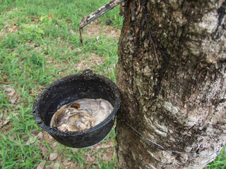 Cup lump rubber in Thailand