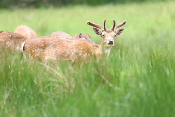 deer