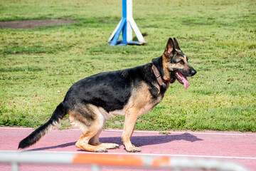 A police sniffing dog at the training for finding drugs, weapons, explosives in bags.