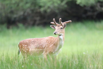 deer
