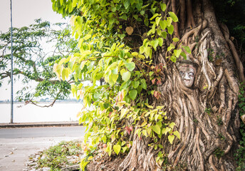 The face of a plaster statue is covered by tree roots in Savannakhet Province, Laos.
