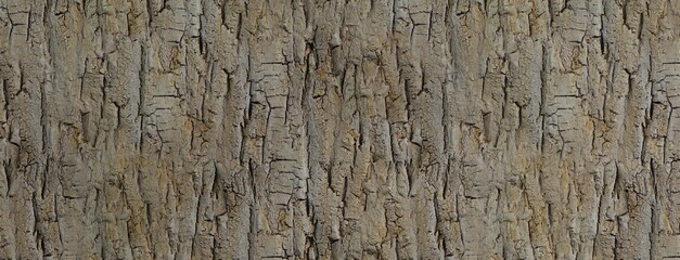 Dry tree trunk background with chic atmosphere. Woodgrain background.