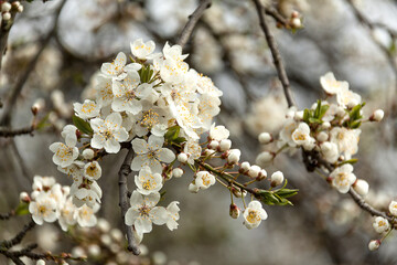 White cherry blossom in spring. Close up