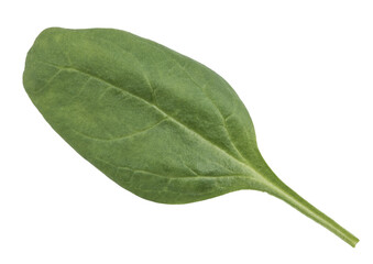 Spinach isolated on white background. Close up