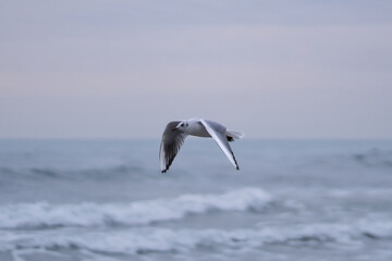 Flying seagull