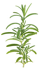 Palm plant tree isolated on white. Cordyline glauca