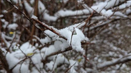 snow covered branches