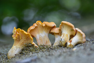 Cantharellus cibarius (commonly known as the chanterelle, golden chanterelle or girolle) Fungus in...