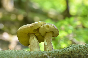 Edible mushroom boletus edulis known as penny bun in forest with blurred background
