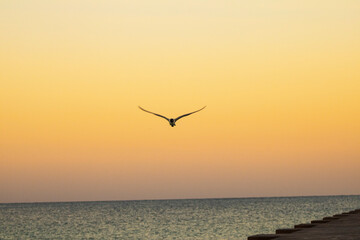 Gaviota con el amanecer