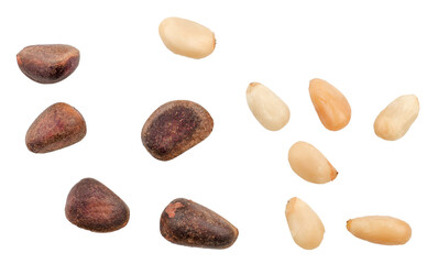 Fototapeta na wymiar Pine nuts isolated on a white background, top view