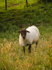 Cute sheep looking at camera while grazing