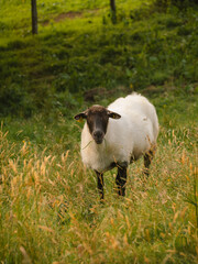 Cute sheep looking at camera while grazing