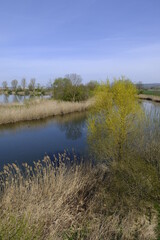 Großer Wörthsee im Naturschutzgebiet Mainaue bei Augsfeld, Stadt Haßfurt, Landkreis Hassberge, Unterfranken, Franken, Bayern, Deutschland