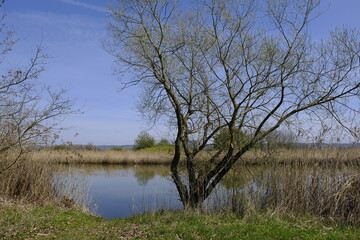 Fototapeta premium Großer Wörthsee im Naturschutzgebiet Mainaue bei Augsfeld, Stadt Haßfurt, Landkreis Hassberge, Unterfranken, Franken, Bayern, Deutschland