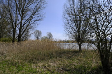 Großer Wörthsee im Naturschutzgebiet Mainaue bei Augsfeld, Stadt Haßfurt, Landkreis Hassberge, Unterfranken, Franken, Bayern, Deutschland