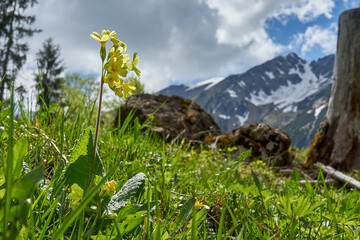 Schlüsselblume vor Bergpanorama