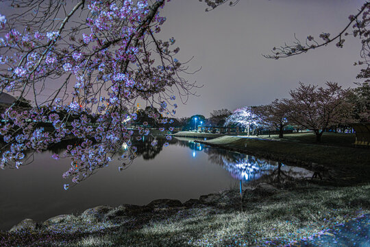 夜桜