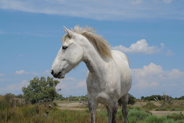 Obraz na płótnie Canvas cheval blanc