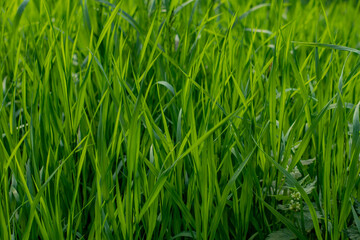 Obraz premium Abstract green grass nature background with copy space