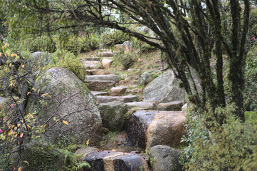 Stone path surrounded by vegetation