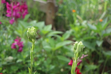 close-up lily bud
