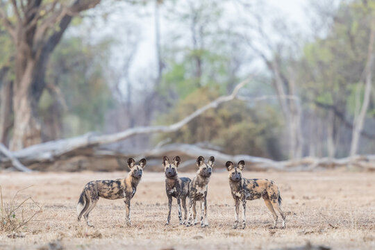 African wild dog (painted wolf) group on a dusty plain at Mana Pools, Zimbabwe, with Albeida trees In the background
