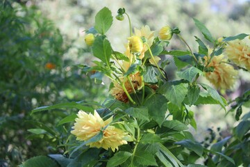 yellow flower in garden