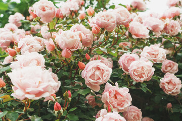 Bouquets with pink rose bouquets as background