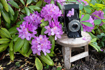 Vintage bellows camera on wooden stool in rhododendron garden