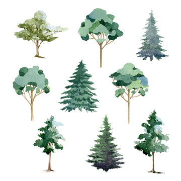 Tree set watercolor illustration. Hand drawn eucalyptus, pine, fir, linden, olive tree collection. Different types of wood isolated on white background. Fresh green lush plants. Botanical image