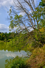 Obraz premium Naturwaldreservat Wolfsee im südlichen Steigerwald bei Dornheim, Landkreis Kitzingen, Franken, Unterfranken, Bayern, Deutschland