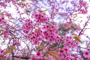 The beautiful pink cherry blossom flower on the tree in winter season, Chiang Mai, Thailand