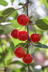 Obraz premium Ripe cherries hanging from a cherry tree branch. Close Up Of Cherry Fruits On A Tree
