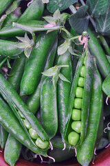 Pods of green peas with leaves in bowl