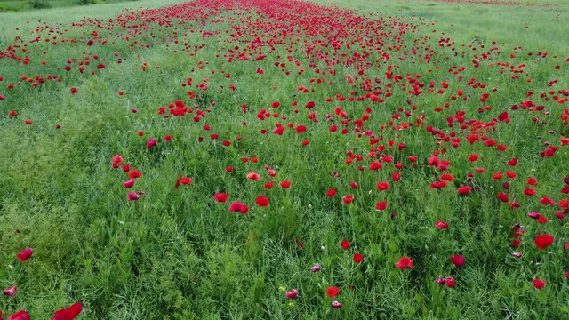 Mohnfeld