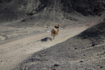 horse on the beach