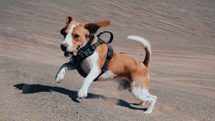 jack russell terrier