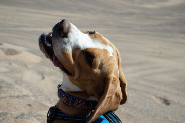 dog in the sand
