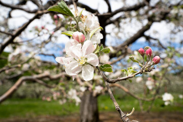 Obraz premium closeup of white apple flower in orchard