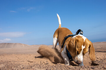 american staffordshire terrier