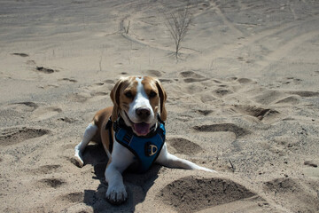 dog on the beach