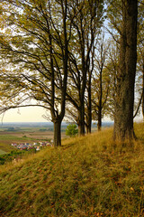 Obraz premium Landschaft und Weinberge rings um den Weinort&nbsp;Castell, Landkreis Kitzingen, Unterfranken, Bayern, Deutschland