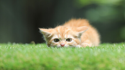 Naklejka na ściany i meble one ginger kitten on a green lawn