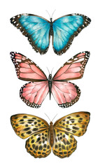 Fototapeta na wymiar Watercolor butterfly botanical illustration 